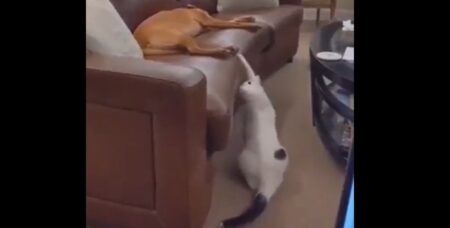 【動画】眠ってる犬にイタズラしてさっと隠れる猫が話題にｗ