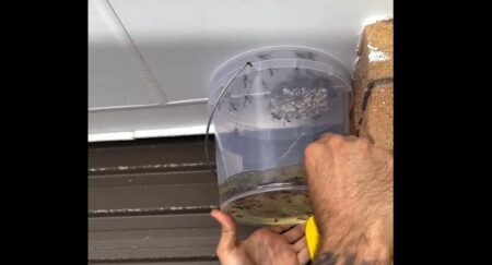 【！】ガソリンを利用した蜂の駆除方法、凄すぎる・・・