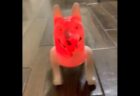 【ﾁｭﾝﾁｭﾝ】インコの通り道にカメラを設置してみたら。。。可愛すぎる！