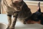 【仲良し】どうしてもカリカリが食べたい犬に分けてあげる猫、どっちも可愛い！