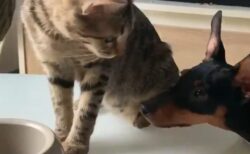【仲良し】どうしてもカリカリが食べたい犬に分けてあげる猫、どっちも可愛い！