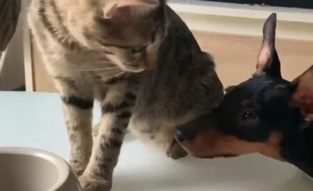 【仲良し】どうしてもカリカリが食べたい犬に分けてあげる猫、どっちも可愛い！