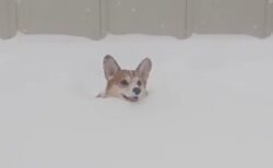 【笑】雪を泳ぐように走ってくるコーギー、すっごく嬉しそうｗ