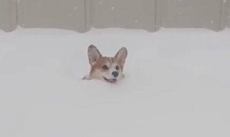 【笑】雪を泳ぐように走ってくるコーギー、すっごく嬉しそうｗ