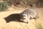 【え】焦ったアライグマがとった行動が面白すぎる！