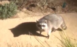 【え】焦ったアライグマがとった行動が面白すぎる！