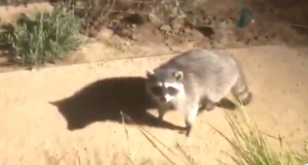 【え】焦ったアライグマがとった行動が面白すぎる！