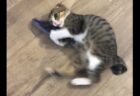 【笑】蹴りがあまりにも下手すぎる猫が話題に