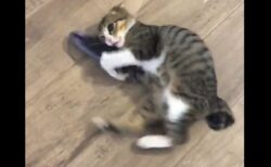 【笑】蹴りがあまりにも下手すぎる猫が話題に