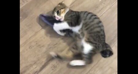 【笑】蹴りがあまりにも下手すぎる猫が話題に