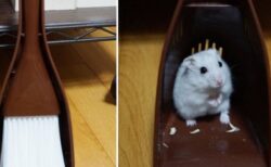 【きょとん】こんなとこに！行方不明のハムスターをチリトリの中に発見！