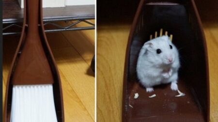 【きょとん】こんなとこに！行方不明のハムスターをチリトリの中に発見！