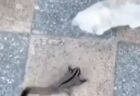 【感動】モモンガ VS. 猫の戦い・・・かと思いきや仲良しに！