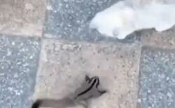 【感動】モモンガ VS. 猫の戦い・・・かと思いきや仲良しに！