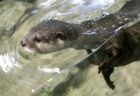 寝そべったままジャグリングで遊ぶカワウソ、可愛いｗｗｗｗ
