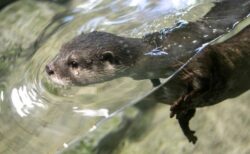 寝そべったままジャグリングで遊ぶカワウソ、可愛いｗｗｗｗ