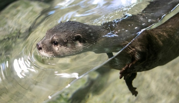 寝そべったままジャグリングで遊ぶカワウソ、可愛いwwww