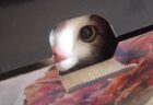 【ミステリー】「それが彼を見た最後の姿だった」ダンボール箱のなかに消える猫・・・