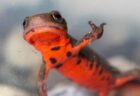 【笑】ついにイモリの「大あくび」の撮影に成功！