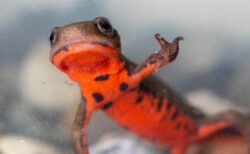 【笑】ついにイモリの「大あくび」の撮影に成功！