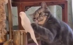 【仲良し】爪をしまってそーっとインコを撫でる猫、どっちも可愛い
