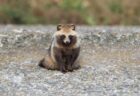 【え！】東京23区にたぬきが出没！こんなところに出るのか！