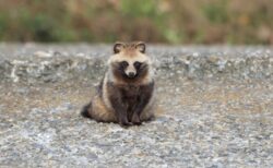 【え！】東京23区にたぬきが出没！こんなところに出るのか！