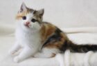 【三毛猫たけし】縁起がいいと航海の安全を願って第1次南極観測船に乗せられ、何もしなかった猫が可愛いｗ
