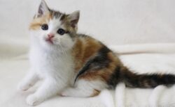【三毛猫たけし】縁起がいいと航海の安全を願って第1次南極観測船に乗せられ、何もしなかった猫が可愛いｗ