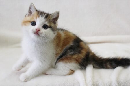 【三毛猫たけし】縁起がいいと航海の安全を願って第1次南極観測船に乗せられ、何もしなかった猫が可愛いｗ