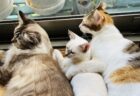 【笑】ぎゅうぎゅうに密着し川の字で寝る3匹の猫が激写される