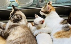 【笑】ぎゅうぎゅうに密着し川の字で寝る3匹の猫が激写される