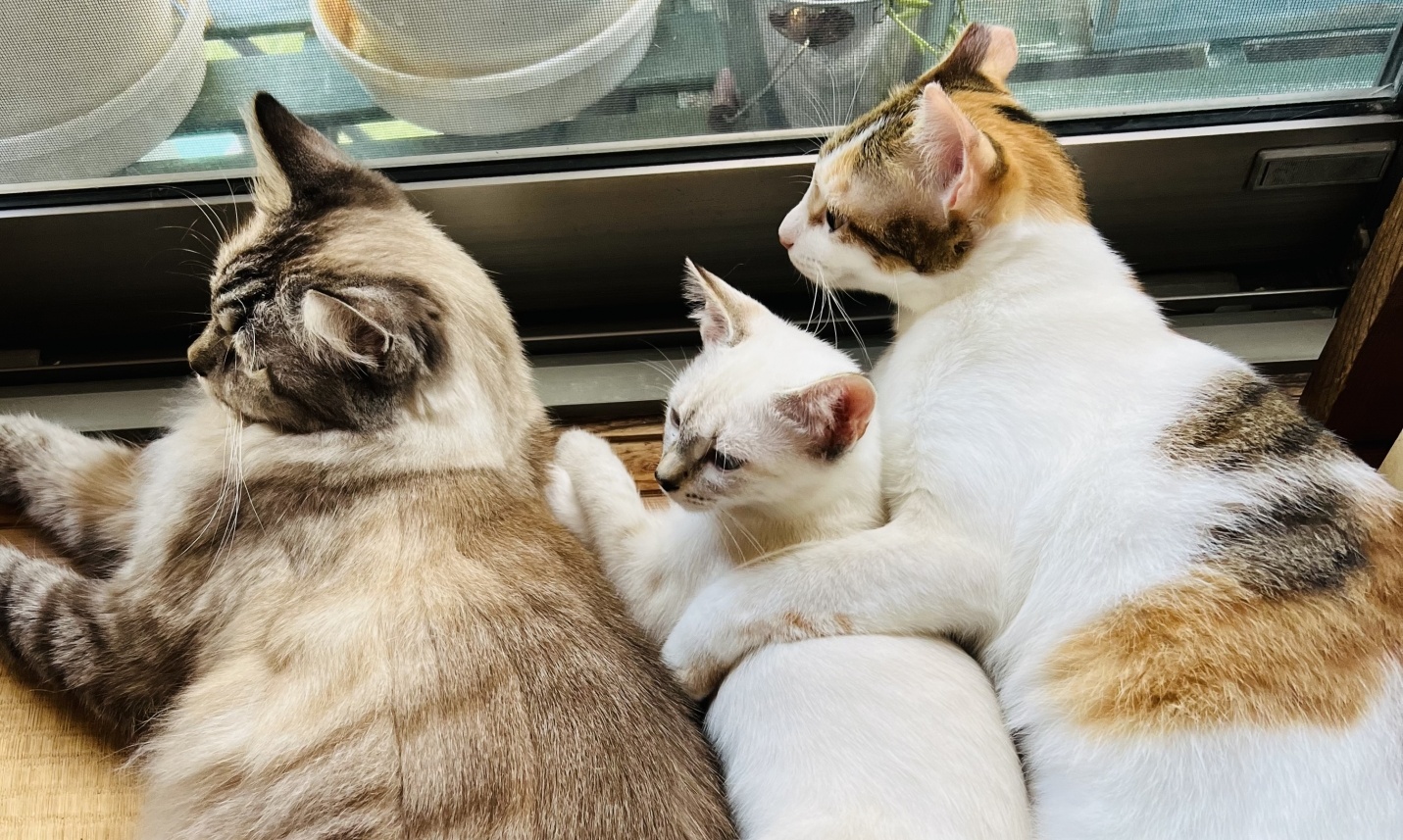 【笑】ぎゅうぎゅうに密着し川の字で寝る3匹の猫が激写される