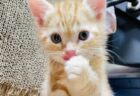 【！】チピチピ音を立てながらミルクを飲む子猫に癒やされた！