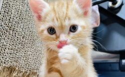 【！】チピチピ音を立てながらミルクを飲む子猫に癒やされた！