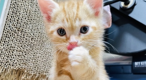 【!】チピチピ音を立てながらミルクを飲む子猫に癒やされた!