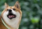 柴犬がゴロンッ！　おやつ当てゲームの最中に起きた可愛い出来事