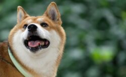 柴犬がゴロンッ！　おやつ当てゲームの最中に起きた可愛い出来事