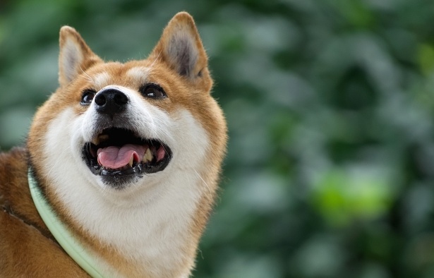 柴犬がゴロンッ! おやつ当てゲームの最中に起きた可愛い出来事