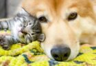 【密】いちばん暖かい場所に入り込む猫が話題に「犬もやさしい！」