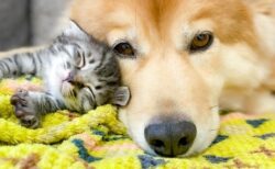 【密】いちばん暖かい場所に入り込む猫が話題に「犬もやさしい！」