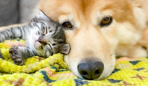 【密】いちばん暖かい場所に入り込む猫が話題に「犬もやさしい!」