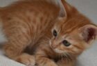 【ｗ】モグモグする犬の口が気になる子猫とぜったい見せない大型犬。可愛いすぎ！