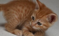 【ｗ】モグモグする犬の口が気になる子猫とぜったい見せない大型犬。可愛いすぎ！