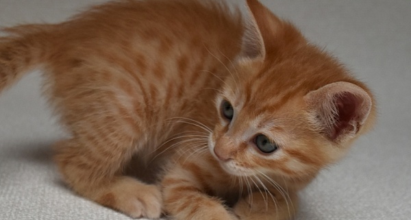 【w】モグモグする犬の口が気になる子猫とぜったい見せない大型犬。可愛いすぎ!