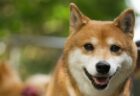 【笑】ケーキをワイルドに食べる柴犬くん、イケメンすぎる！