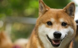 【笑】ケーキをワイルドに食べる柴犬くん、イケメンすぎる！
