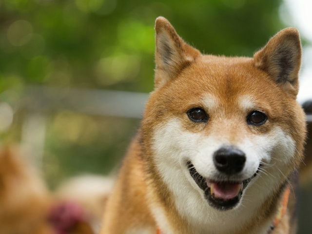 【笑】ケーキをワイルドに食べる柴犬くん、イケメンすぎる!