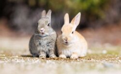 【奇跡ショット】「偶然撮れたうさぎのキス」可愛いすぎるｗ