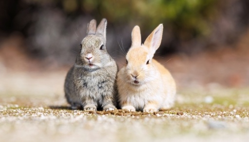 【奇跡ショット】「偶然撮れたうさぎのキス」可愛いすぎるw